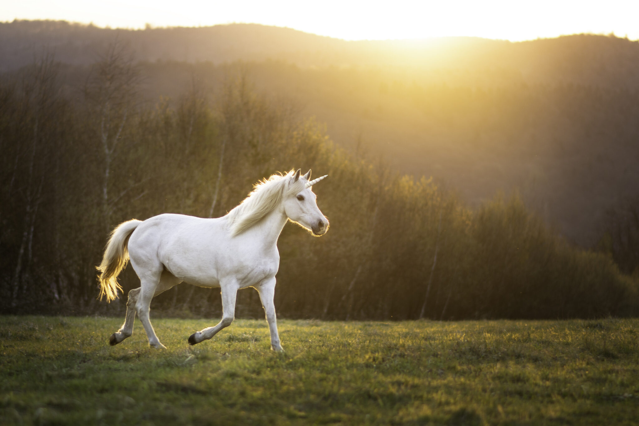 Channeled Messages: Divine Communication Awakening by the Unicorn Kingdom