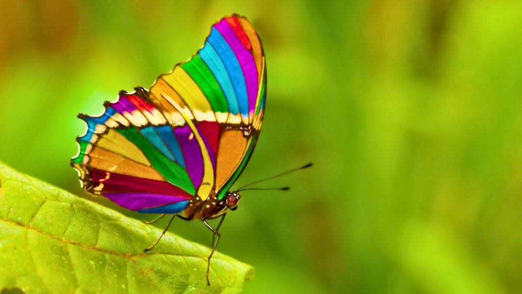 Butterfly Messengers by Mary Magdalene - Natalie Glasson
