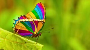 Butterfly Messengers by Mary Magdalene - Natalie Glasson